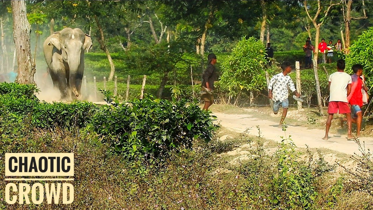 ELEPHANTS ATTACK IN RETALIATION || PEOPLE RUN FOR THEIR LIVES || বাঘৰ আগতেল খোৱা