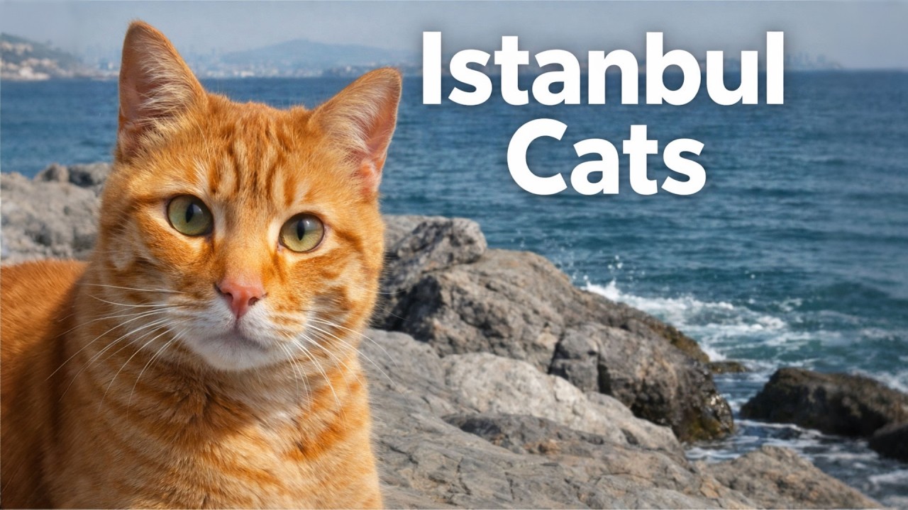 Istanbul Cats by the Sea 🐈 | Natural Waves & Peaceful Life of Cats