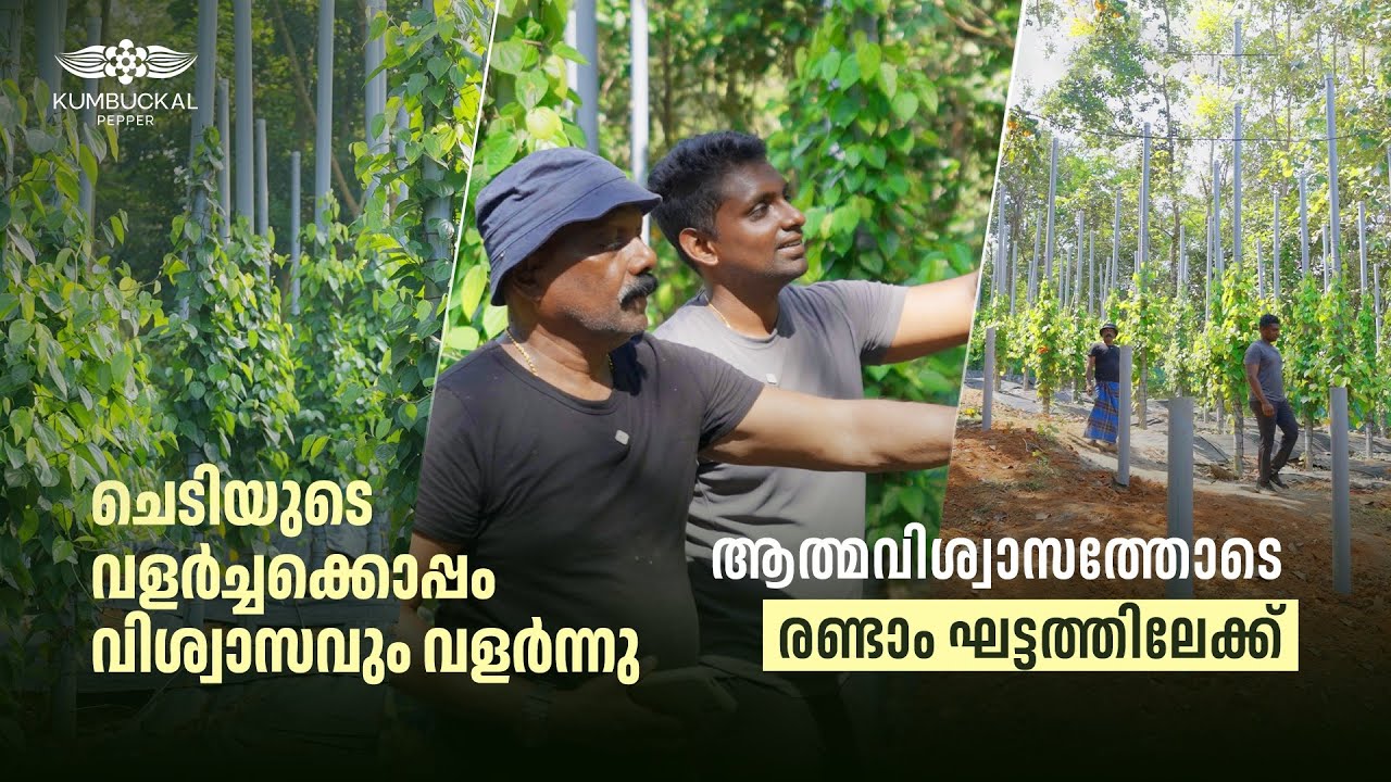ടീം വർക്കിന്റെ ഫലം  ആദ്യ വർഷത്തിൽ തന്നെ കണ്ടു തുടങ്ങി! Farming rewards practicality over passion! 