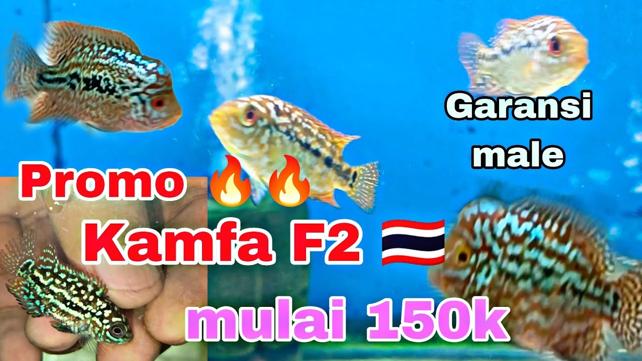 🔥🔥 promo, louhan kamfa F2 thailand, harga murmer garansi male. #ikanlouhankamfa #louhanfish