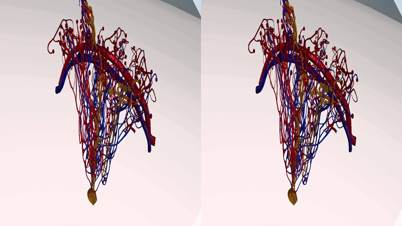 T3DC VR Kidneys Eng