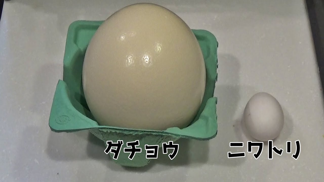 巨大なダチョウの卵で、玉子焼きを作ってみたら・・・