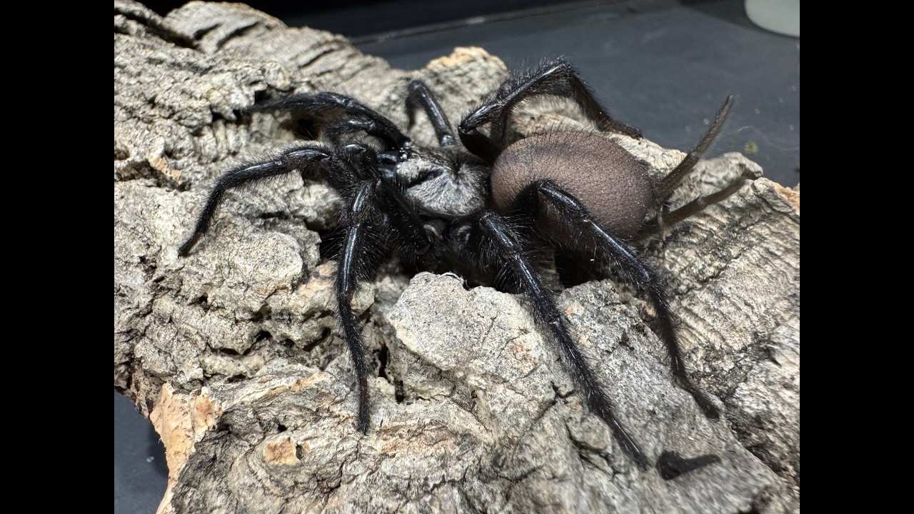 Macrothele yani, Chinese Funnel Web   rehouse and care