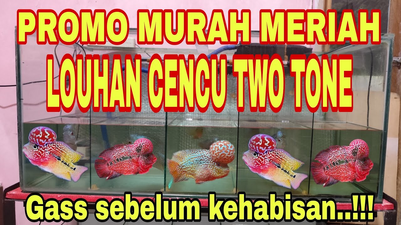 PROMO LOUHAN CENCU TWO TONE MURAH MERIAH