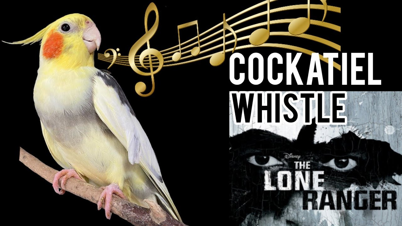 🎶 COCKATIEL WHISTLE TRAINING – William Tell Overture (The Lone Ranger Theme) 🦜🎵✨