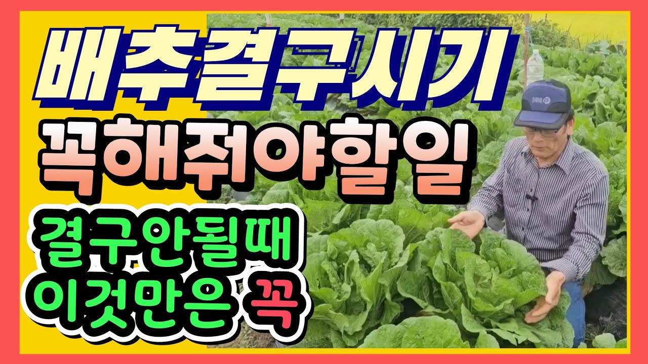배추결구시기 꼭 해줘야할일 배추결구가안될때 이것만은 꼭