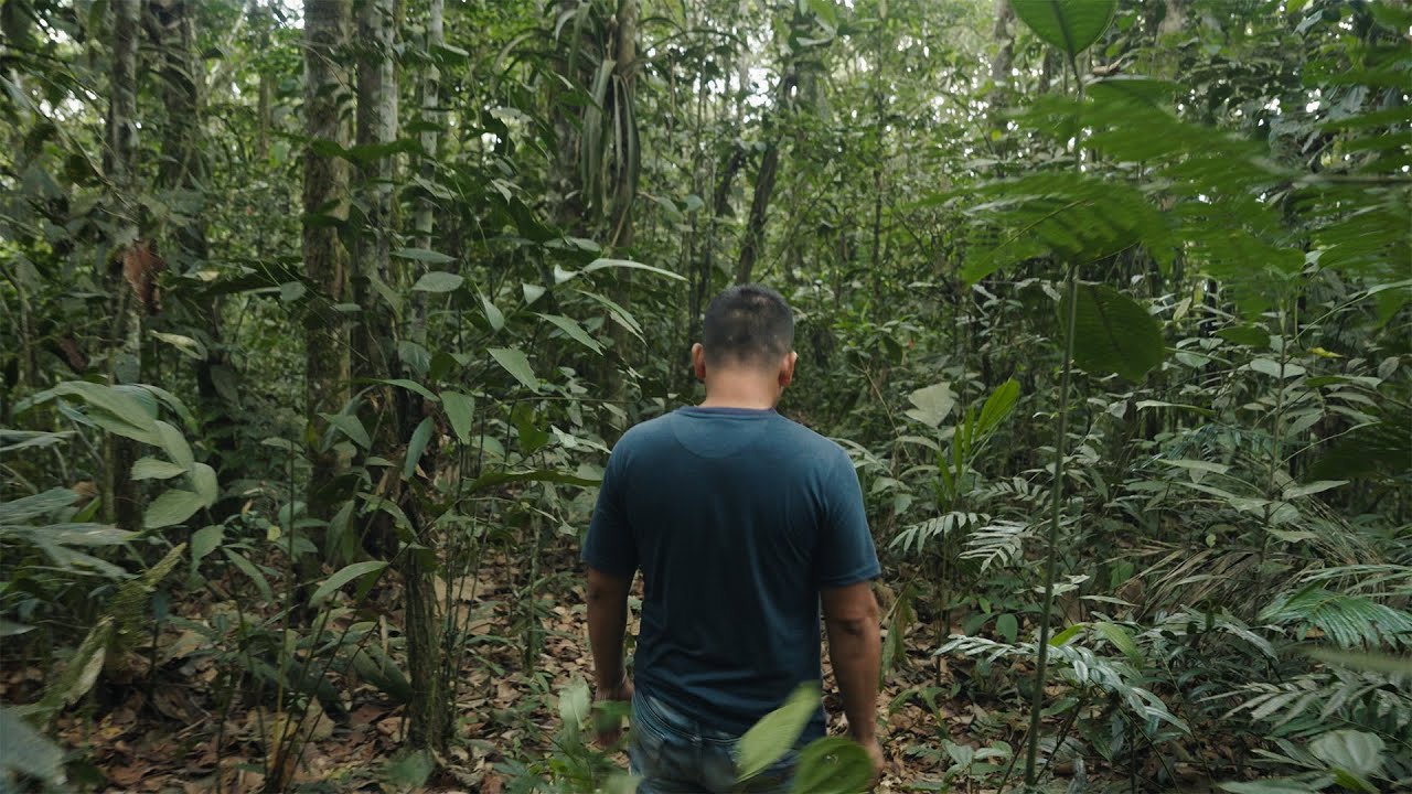 Exploré y Visité unas trampas de Abejas Nativas Sin Aguijón. 🐝🌳