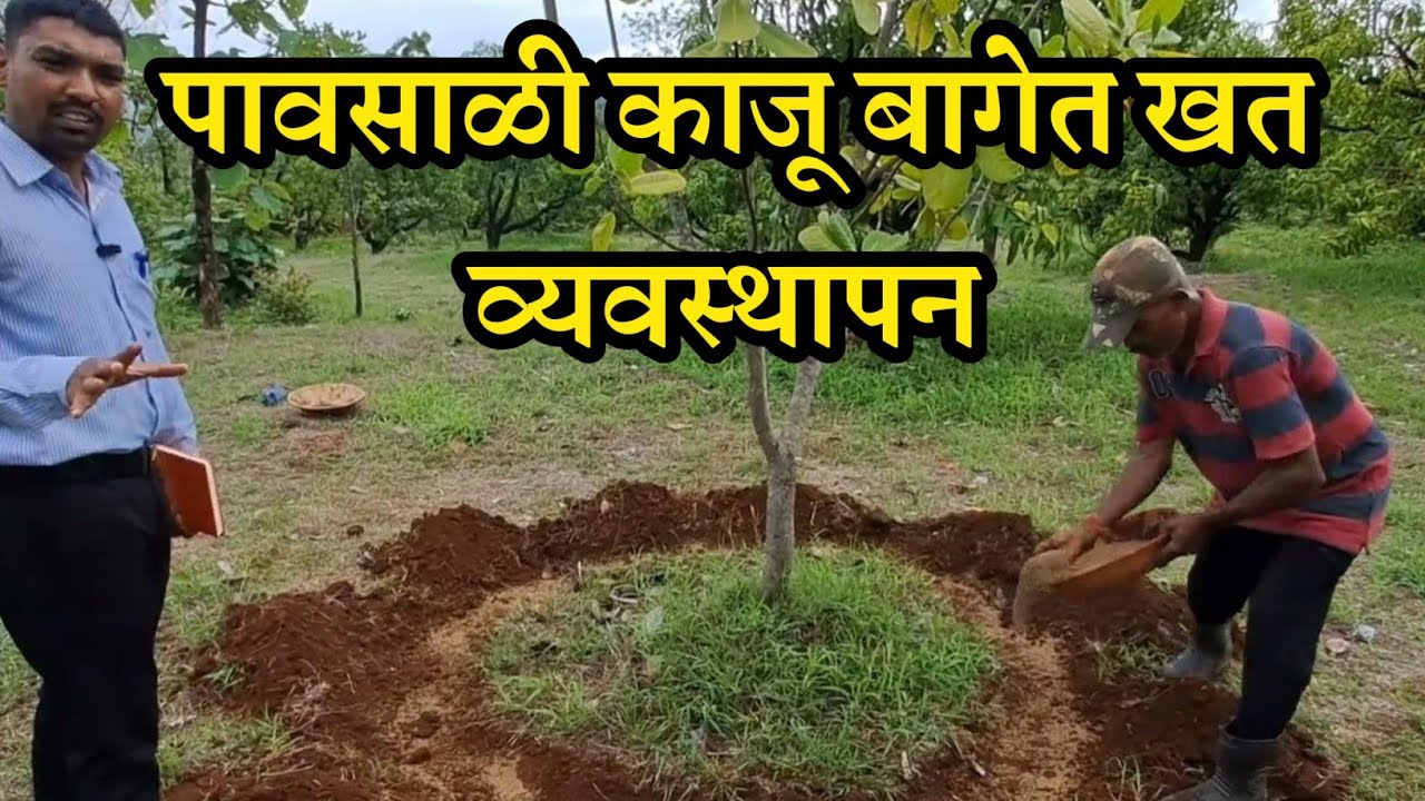 पावसाळी काजू बागेतील खत व्यवस्थापन कसे कराल? Fertilizer manegement practices in cashew plantation?