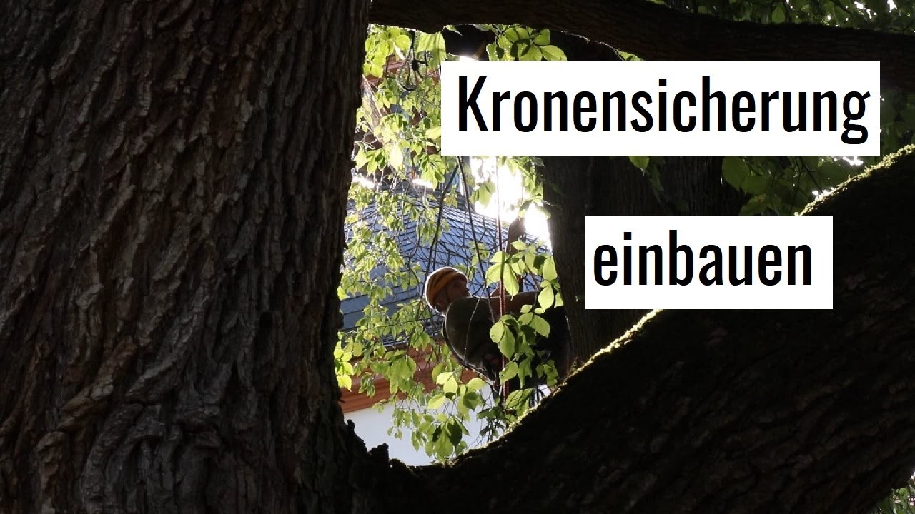 Baumpflege: Kronensicherung einbauen