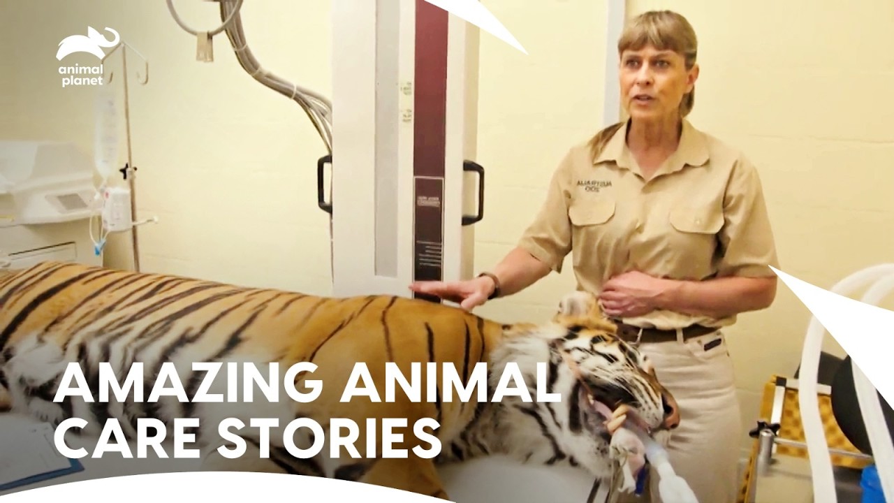 African Safaris Meet Australian Wildlife Care Missions | Crikey! It's The Irwins S1 E2,4,6,8