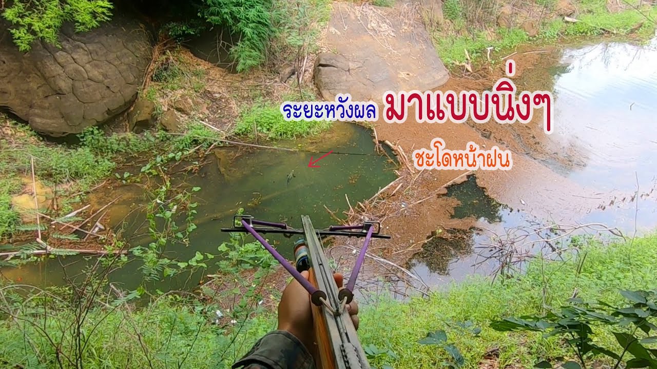 ชะโดใหญ่กับของฝากเอกไดร์วิ่ง ถูกใจสายล่าขนาด
