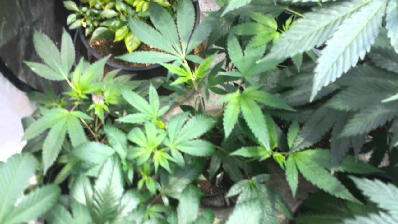 Veg Tent Update 3.14.15 Pi Day