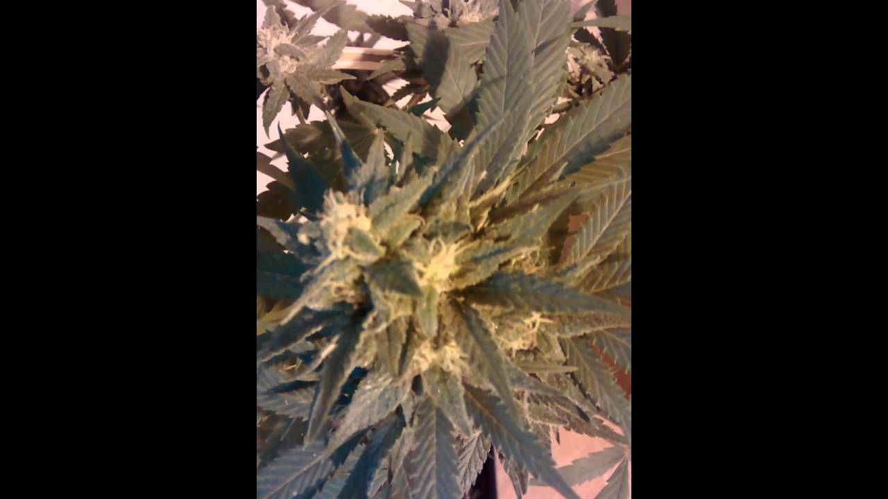 Atomical haze  110 days