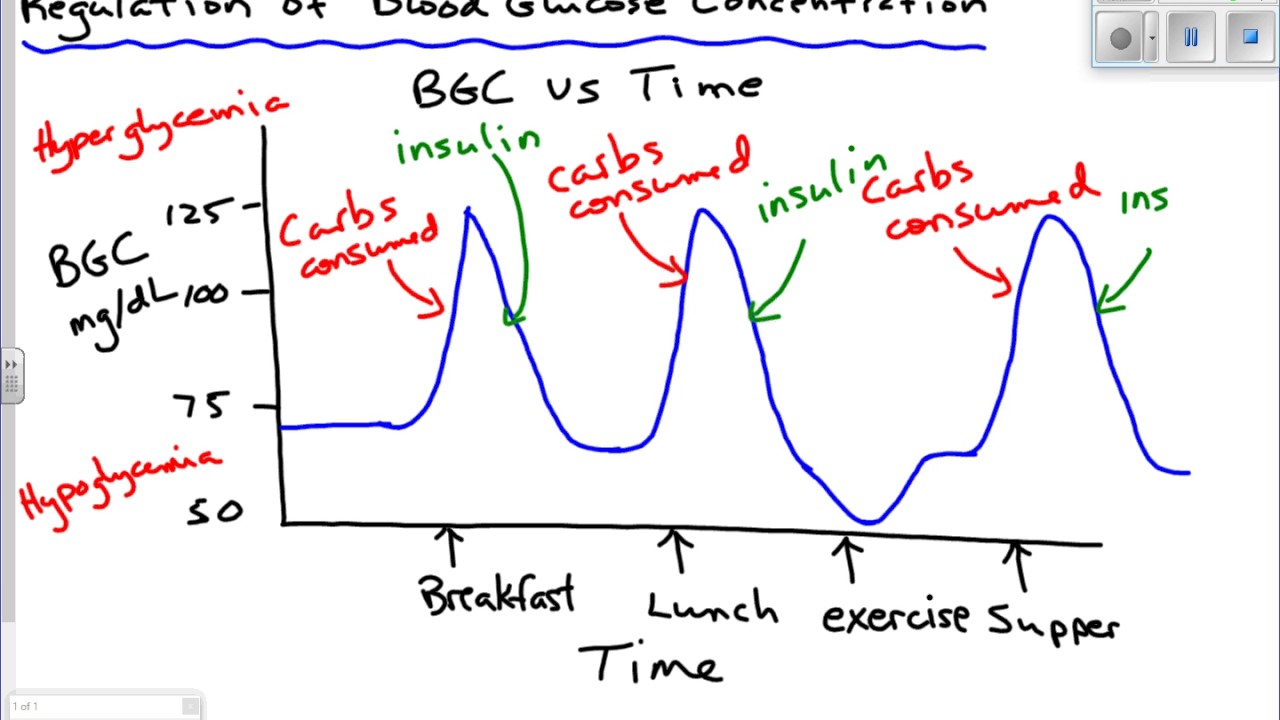 Regulation of Blood Glucose Concentration (BGC)
