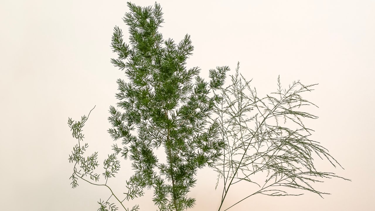 Soft Foliage Care