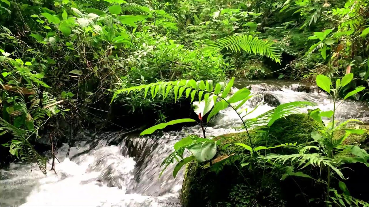 Natural Freshwater Stream with Tranquil White Noise for Mental Healing & Mindfulness