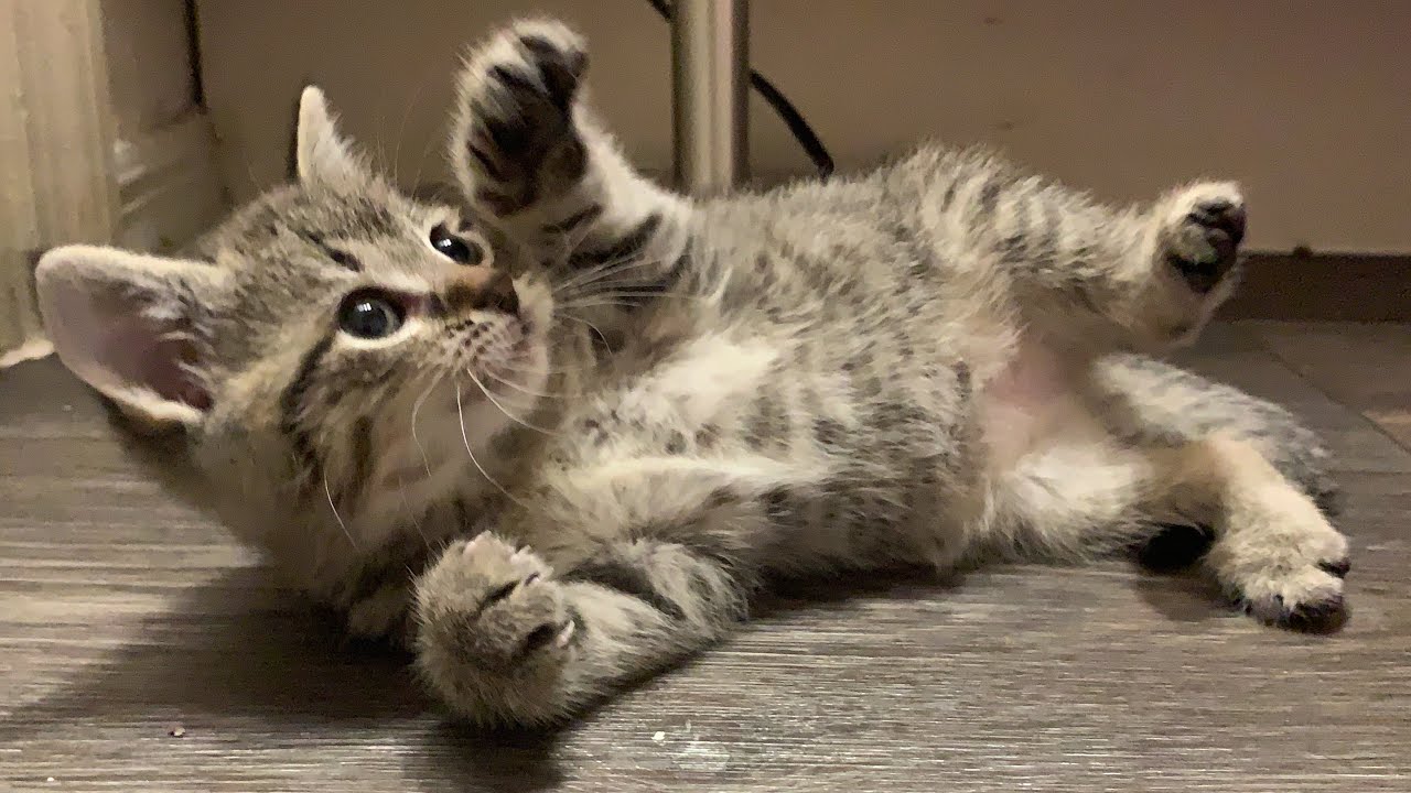 Lovey Purring Kittens!