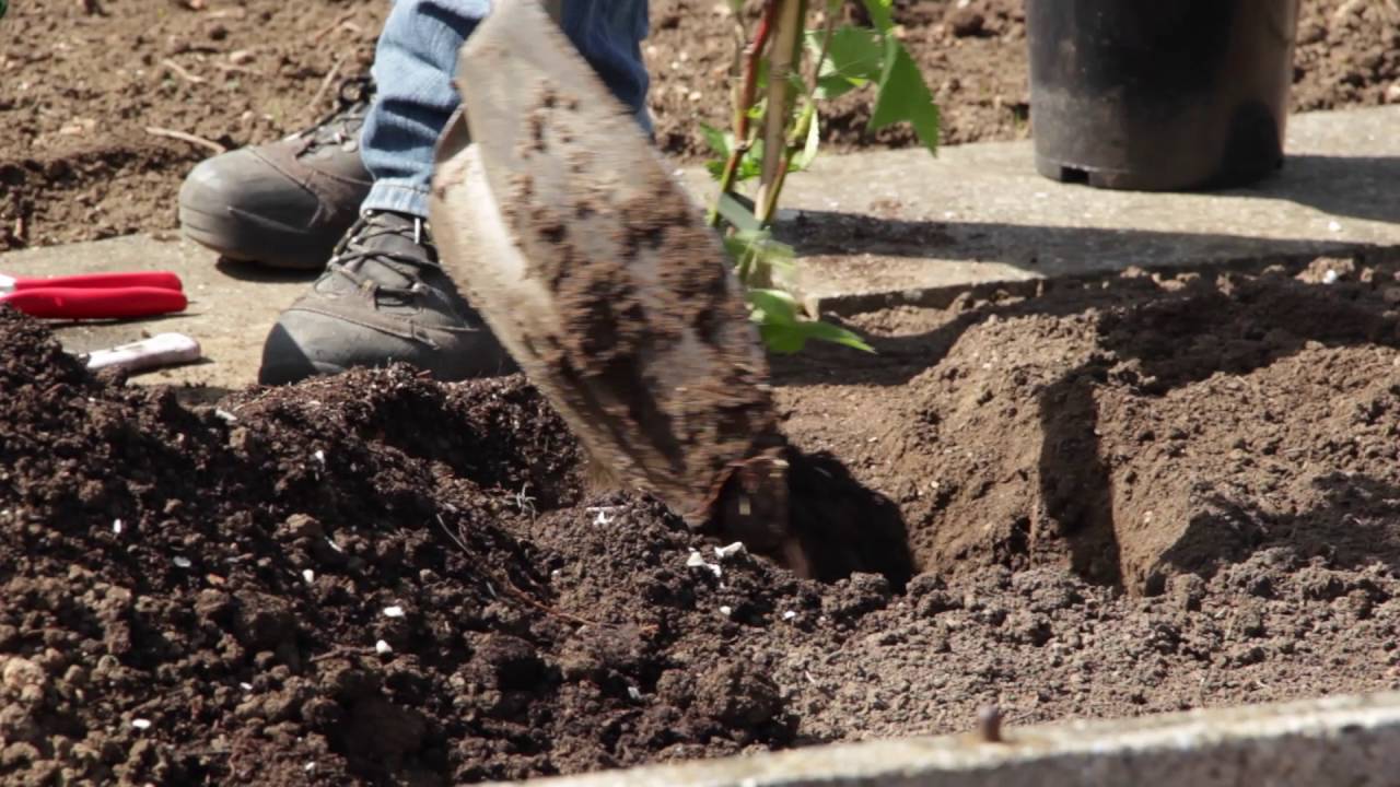 Brombeeren pflanzen und Pflanzger&uuml;st erstellen