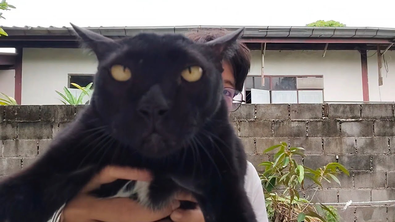 ASMR  เสียงเคาะ