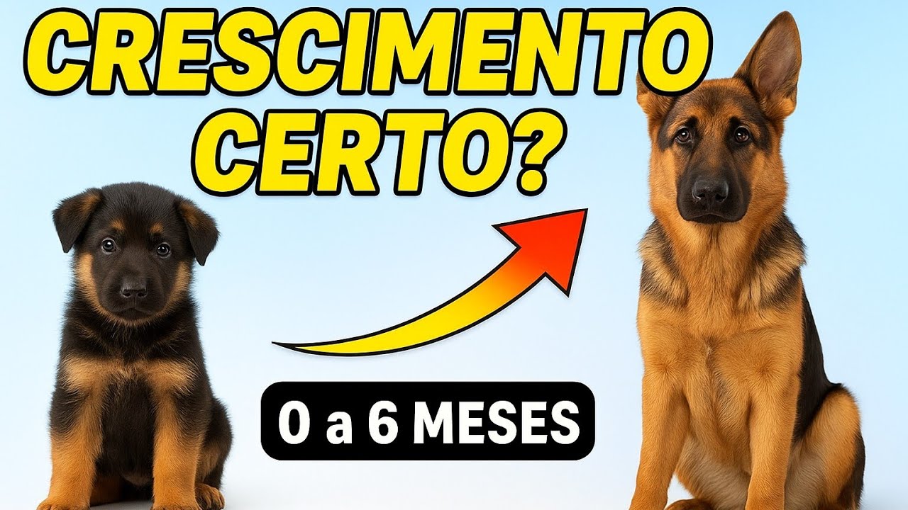 Pastor Alemão 0 a 6 Meses – Peso e Altura Ideais