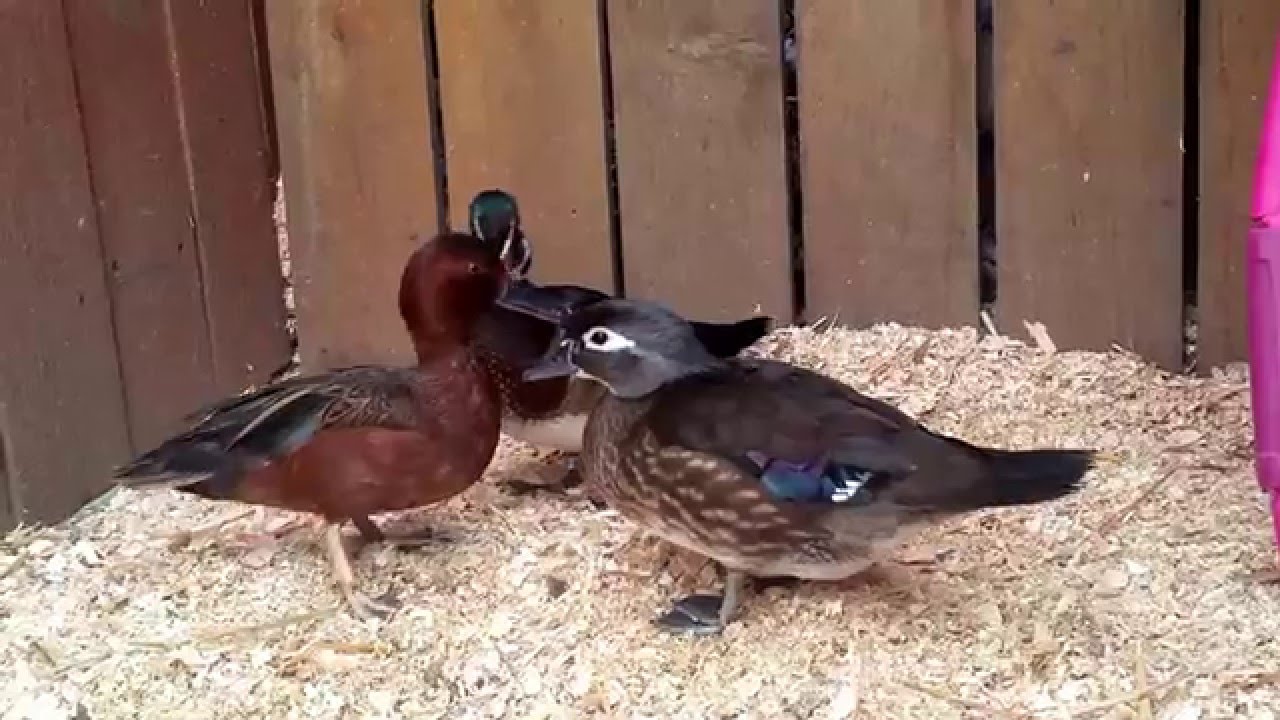 Wood ducks couple with my cinnamon teal duck