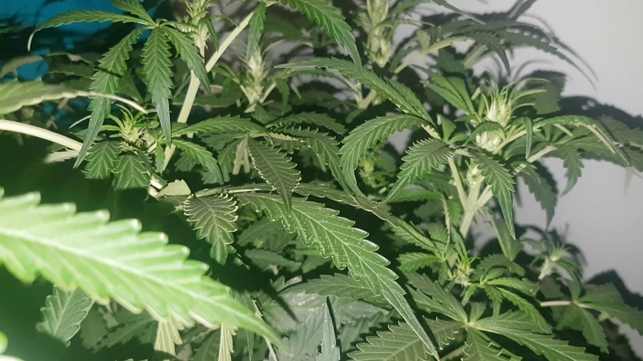 Ultimate auto Dutch passions seeds DAY 39 week 5. Mark