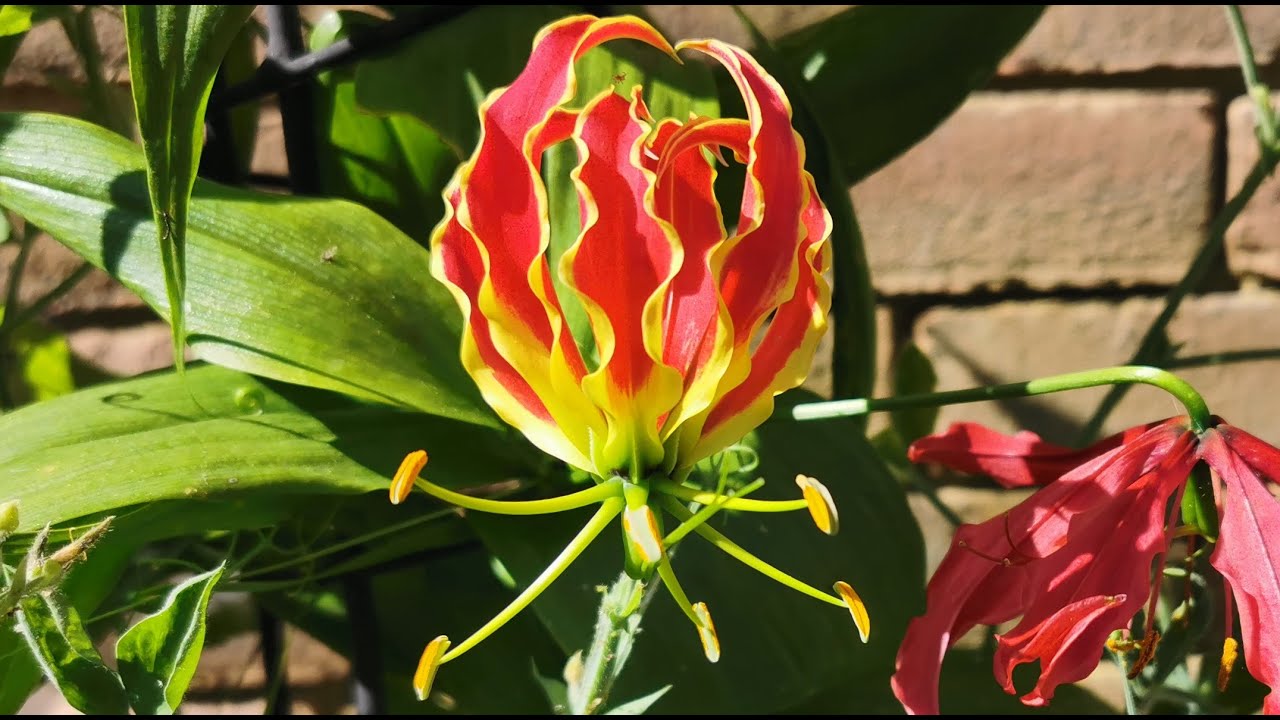 How to grow and bloom Gloriosa superba/rotschildiana - Glory/Flame Lily in UK, a very exotic flower
