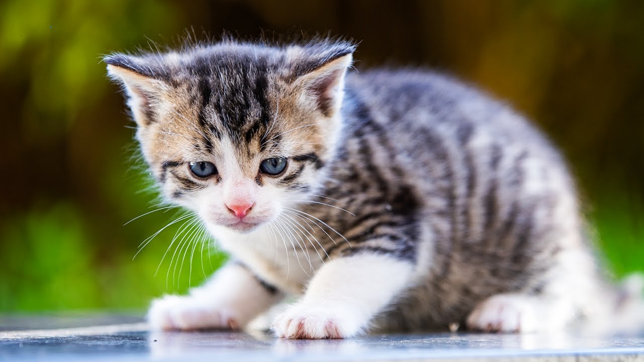 Poor kitten calling for mommy - Cute cat video - Cat sounds
