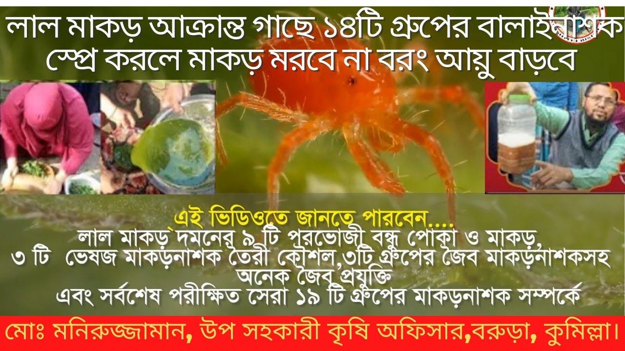 লাল মাকড় দমনের সর্বশেষ পরীক্ষিত জৈব রাসায়নিক ও ঘরোয়া পদ্ধতি||Latest methods of red mite control