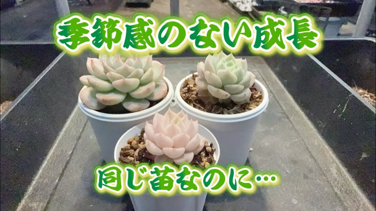 【季節感のない育ち方】同じ苗なのに💖育ちの差がエグい🤣✨でも…どれも可愛いのだ🥰✨
