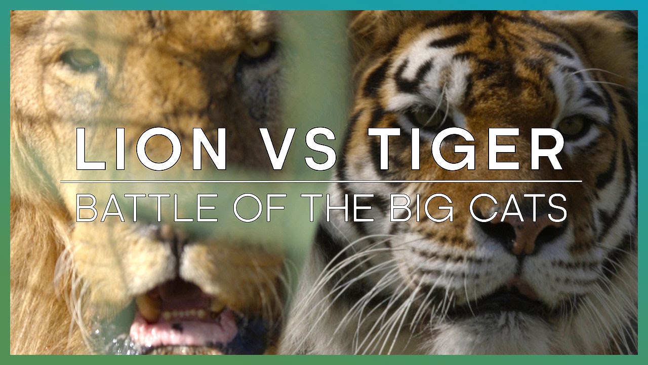 LION vs TIGER: Battle Of The Big Cats | BBC Earth Explore