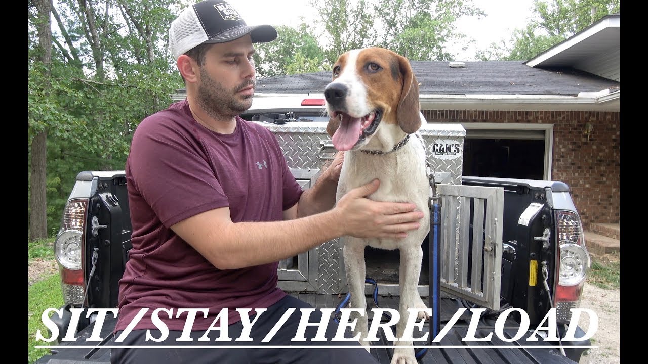 OBEDIENCE TRAINING DAY 2 SIT/STAY/HERE/LOAD