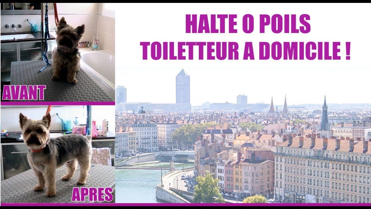 🐾 TOILETTAGE VILLEFRANCHE-SUR-SAÔNE 🐾 COMMENT TOILETTER SON CHIEN A DOMICILE ?