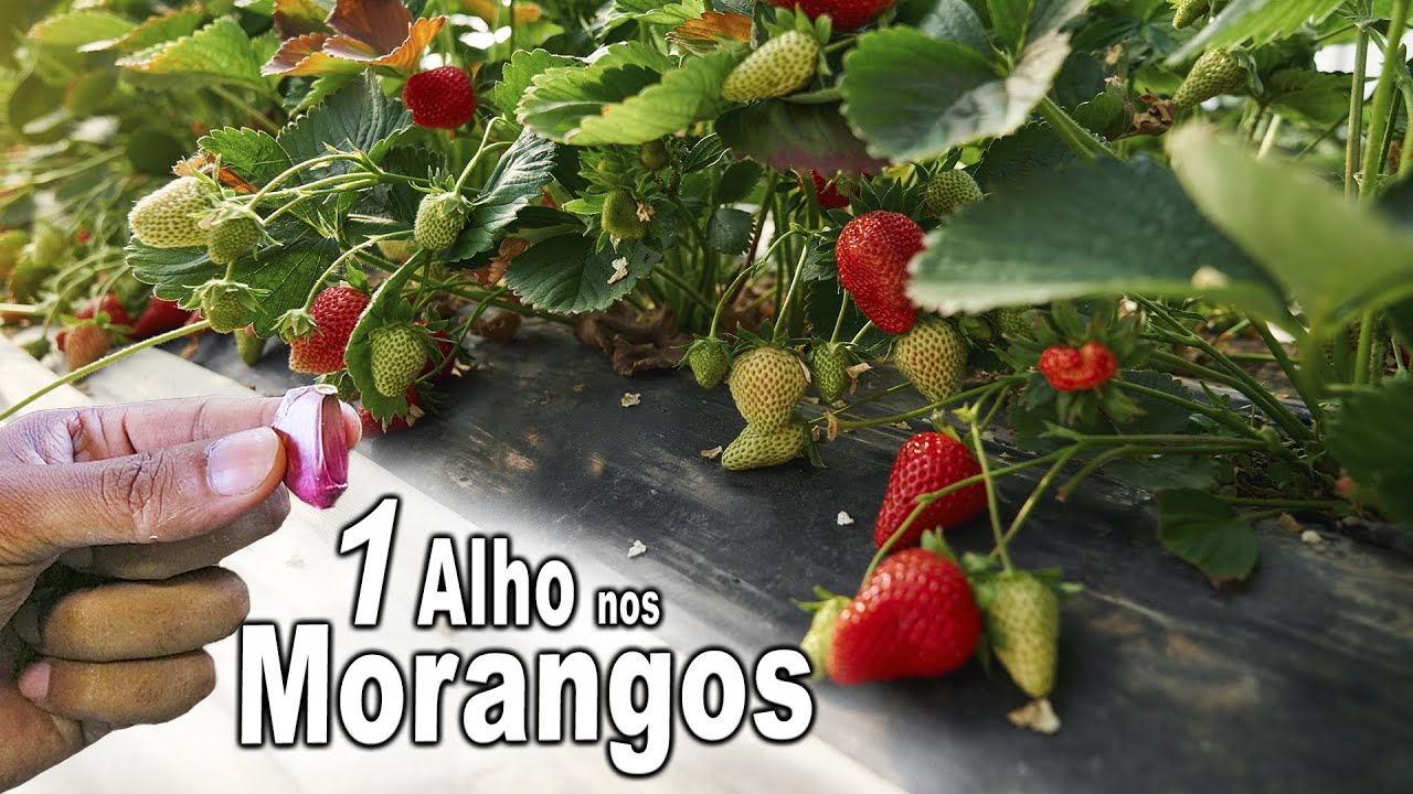 Dicas para Morangos NUNCA MAIS TENHA PRAGAS NOS MORANGOS