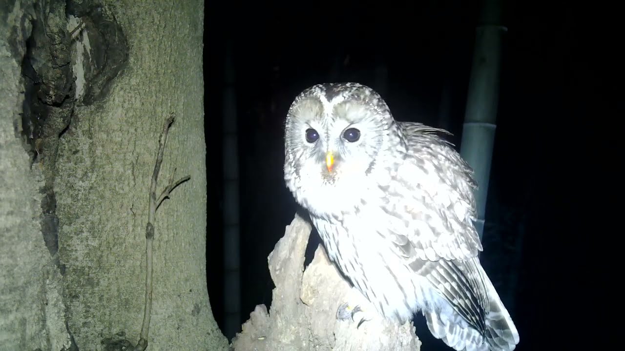 2026-01-08 Owl フクロウ 巣穴 広島県 呉市 広