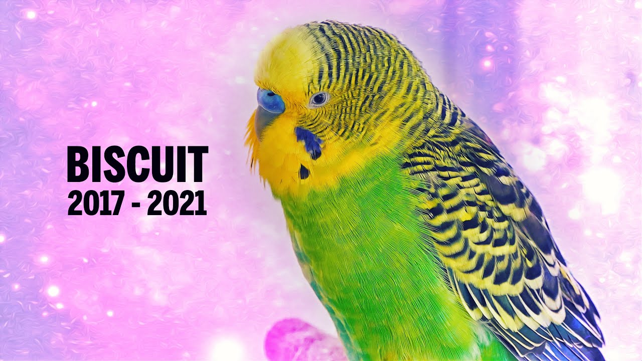 My Budgie Biscuit is gone 😥