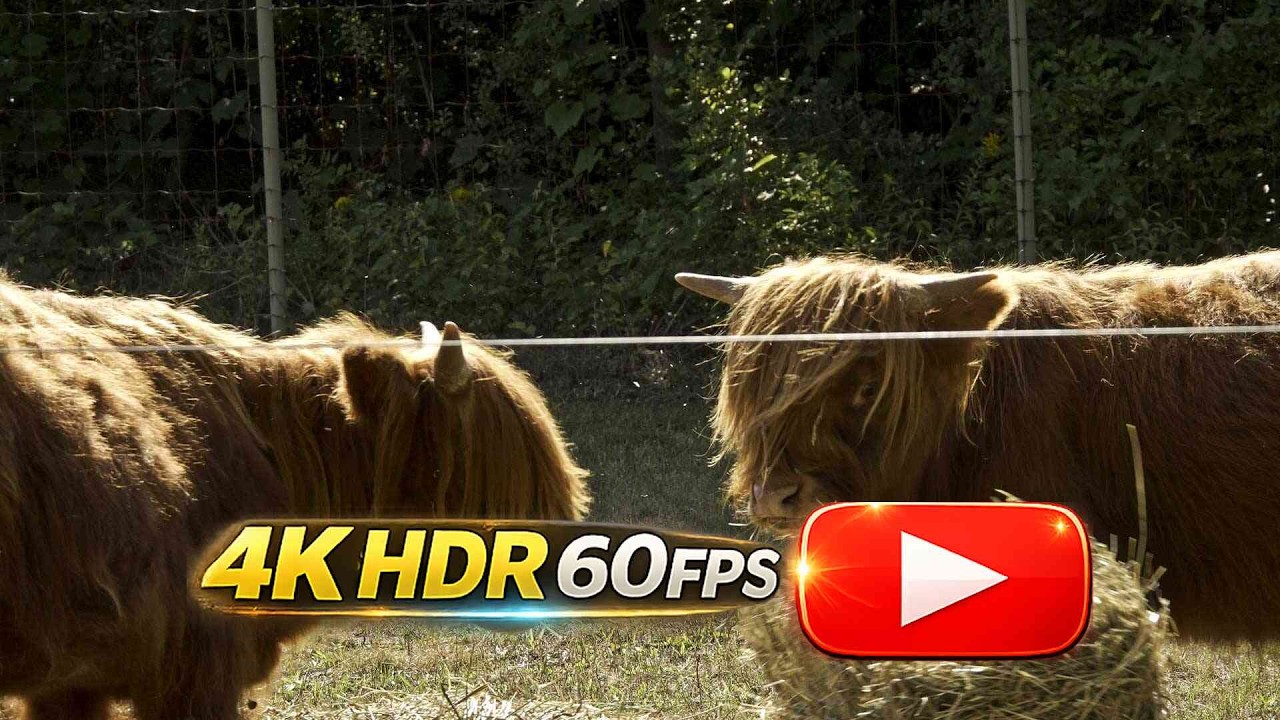 🐮🐮 Highland Cows “Blue & Jay” Name Reveal | Toronto Zoo 2025 (4K 60p HDR)