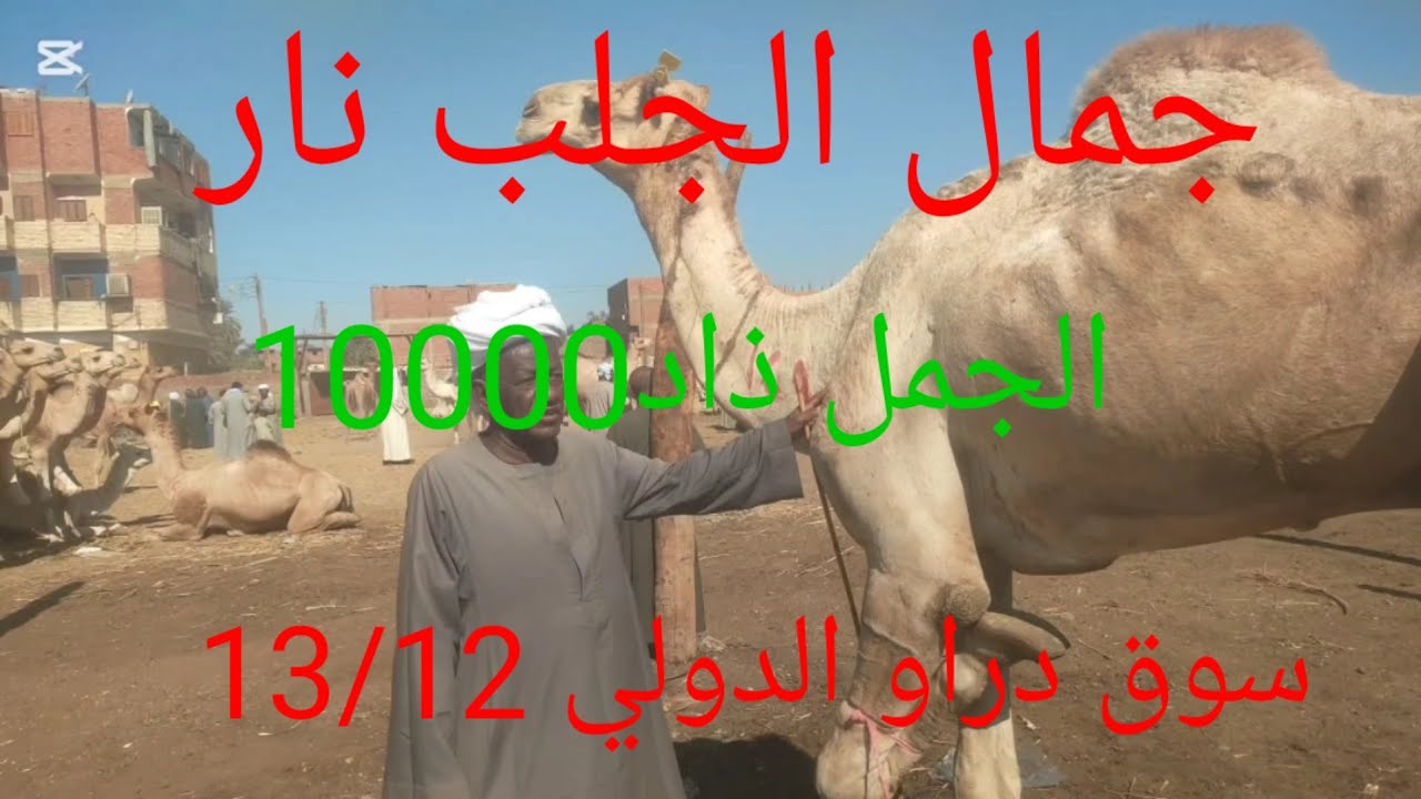 ارتفاع اسعار جمال الجلب داخل سوق دراو ١٣ ديسمبر ٢٠٢٥