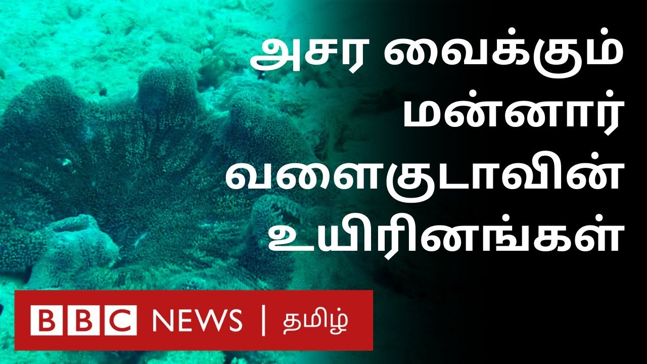 மன்னார் வளைகுடாவின் வியப்பூட்டும் ரகசியம் - சுவாரஸ்ய தகவல்கள் | Gulf of mannar