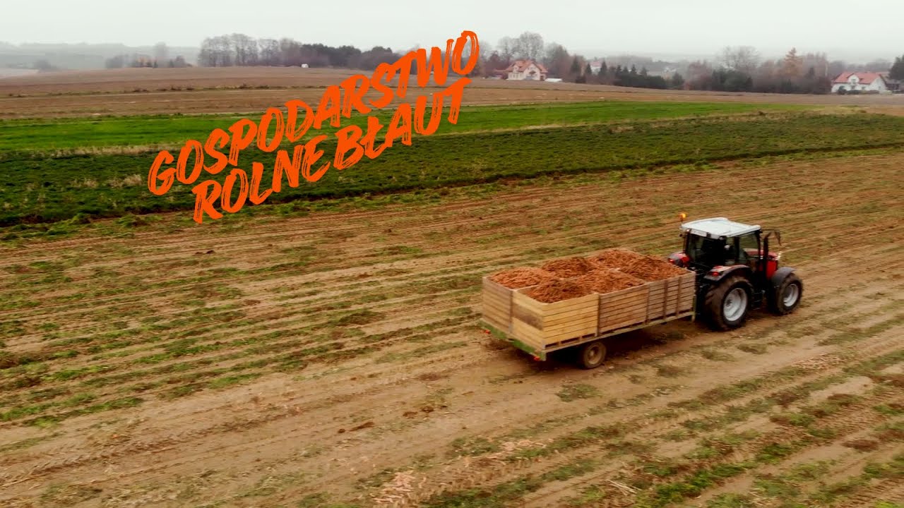 ZBIÓR MARCHEWKI 2025 🚜 Prosto z naszego pola.