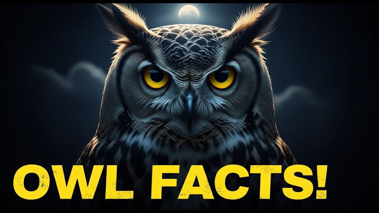 10 OWL FACTS THAT WILL BLOW YOUR MIND 🦉 | Nature’s Silent Ninjas