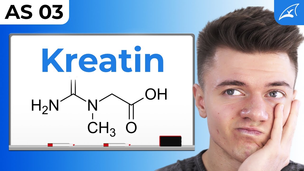 Kreatinsynthese - einfach erklärt! // Kreatin, Kreatinin, Kreatinphosphat & mehr ...