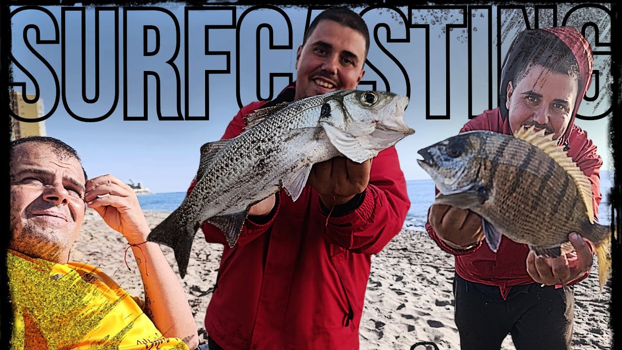 JORNADÓN SURFCASTING de SARGOS XXL y mas CAPTURAS!!!