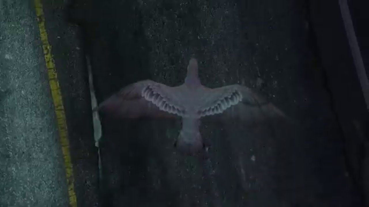 Poor Pigeon