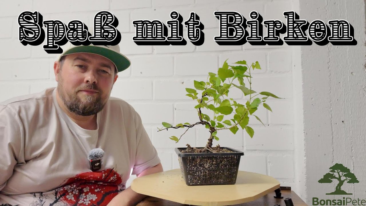 Birken-Duo in der Bearbeitung. Betula pendula und Betula nana   Bonsai 07/2025