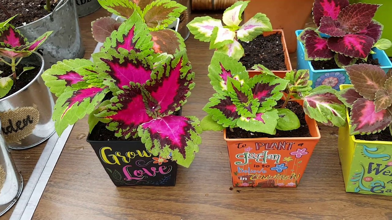 MY AMAZING COLEUS COLLECTION!!!  Jim's Wholiest of Coleus!!