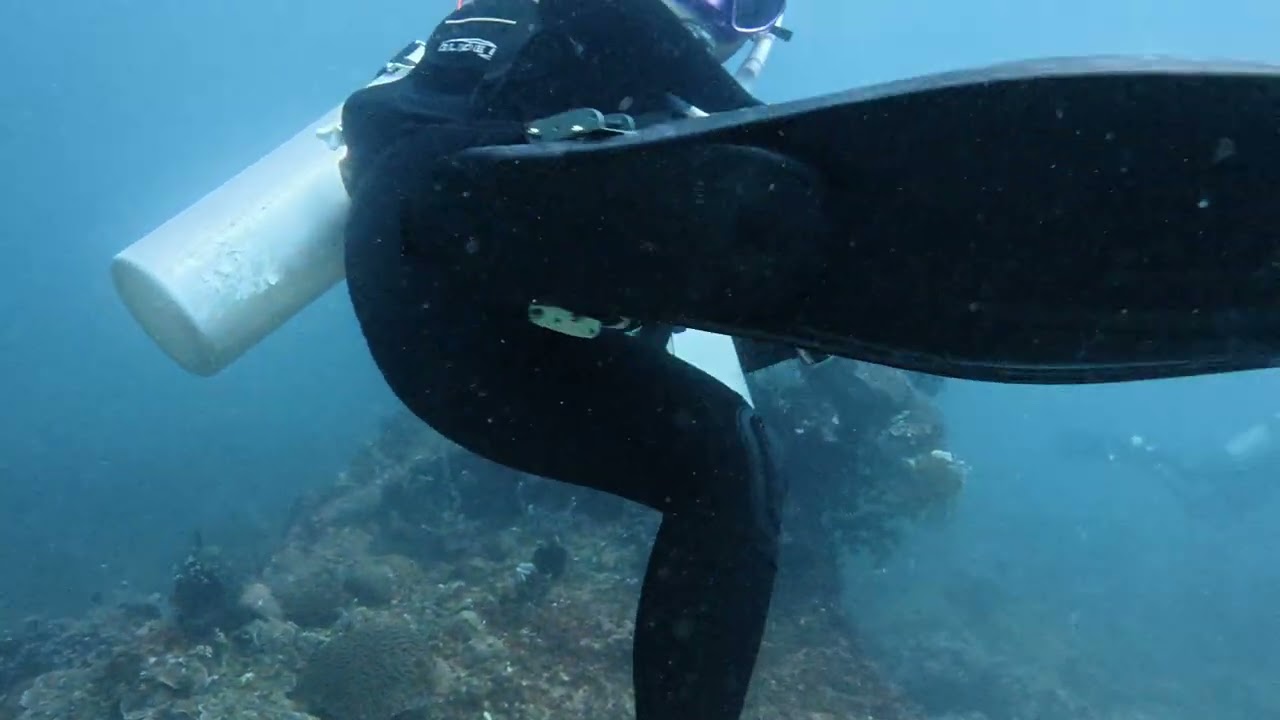 #diving #boracay #philippines #lobsterrock #second  #shrimp 