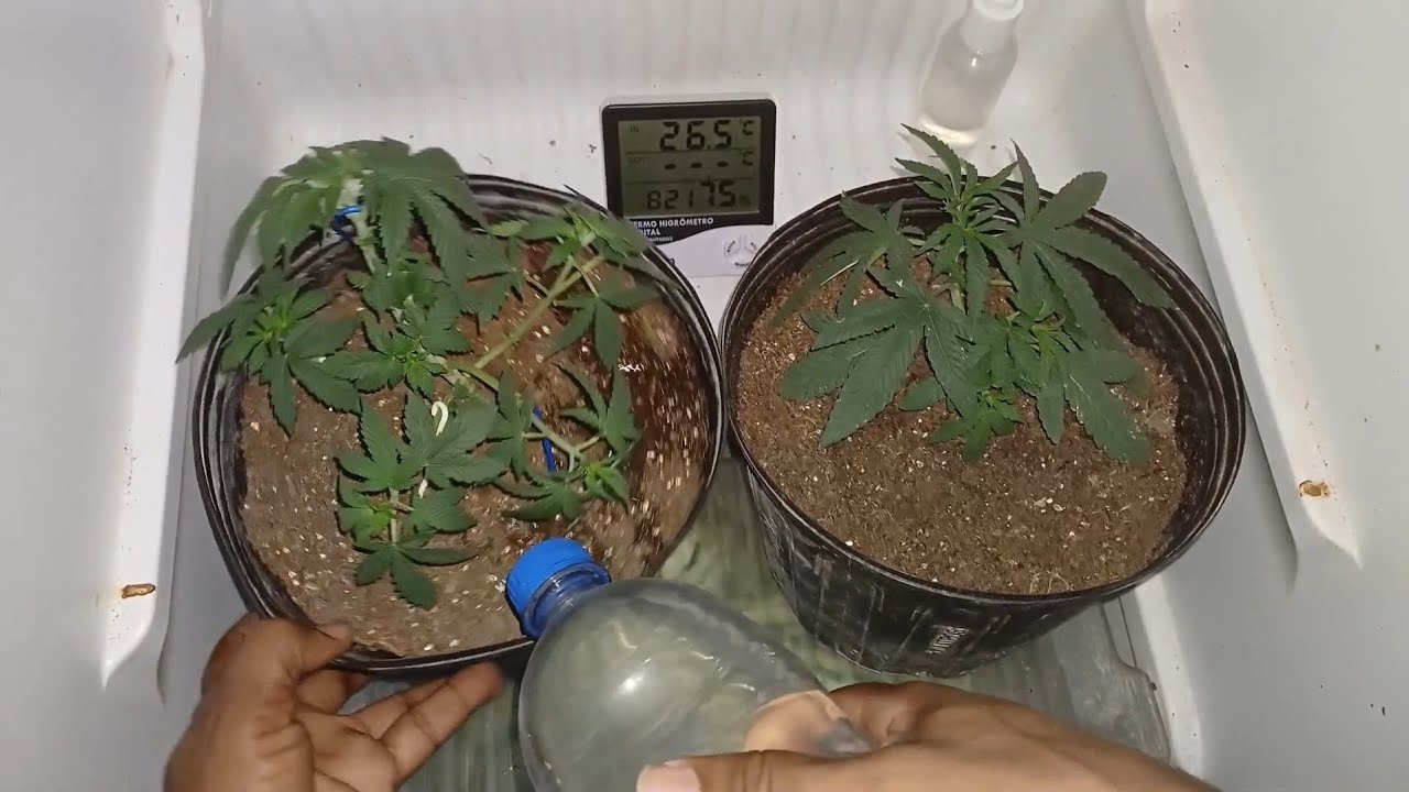 Rega, dicas de como &eacute; quando regar, no&ccedil;&otilde;es sobre fertilizantes,  overfert e precau&ccedil;&otilde;es