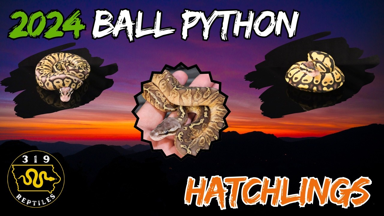 2024's MOST Stunning Ball Python Hatchlings Revealed