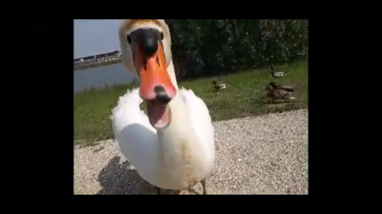 Very angry swan. when i feed the ducks (old video)